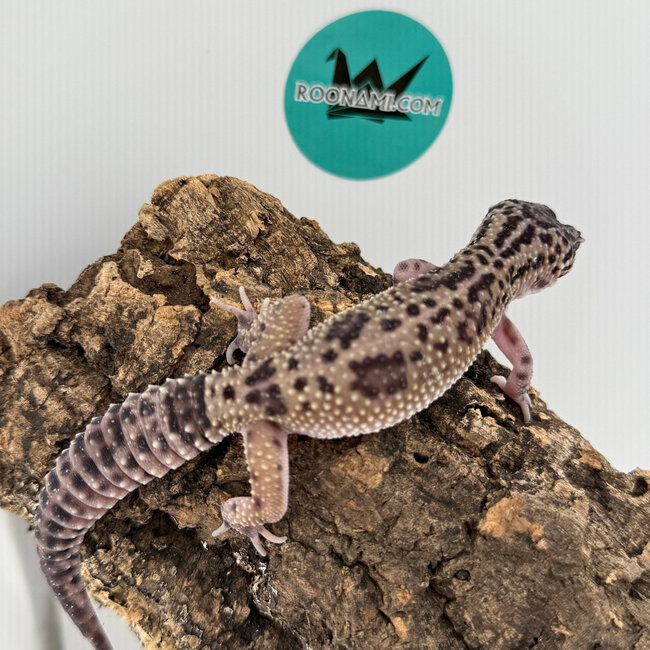 Mack Snow Black Pearl Charcoal Leopard Gecko