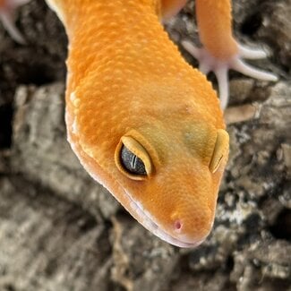 Blood Tangerine Mix Leopard Gecko