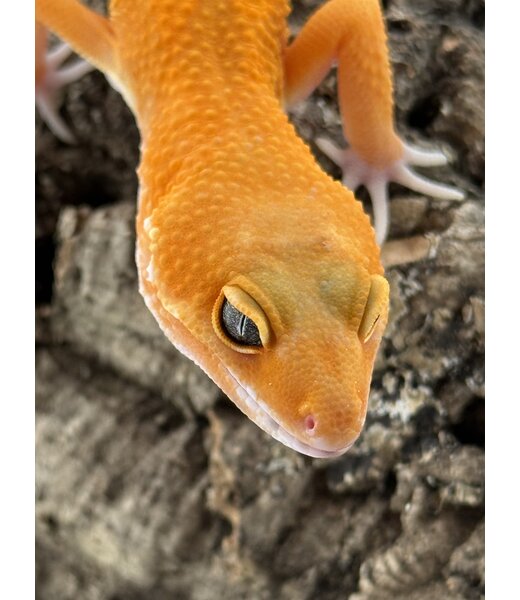 Blood Tangerine Mix Leopard Gecko