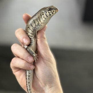 Kenyan Zebra Skink
