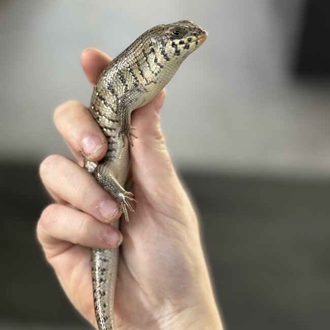 Kenyan Zebra Skink