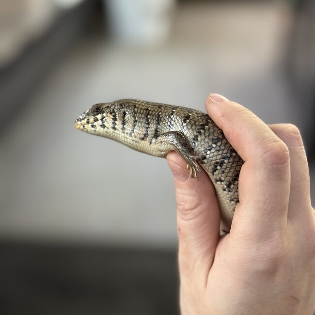 Kenyan Zebra Skink