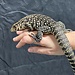 Black and White Tegu