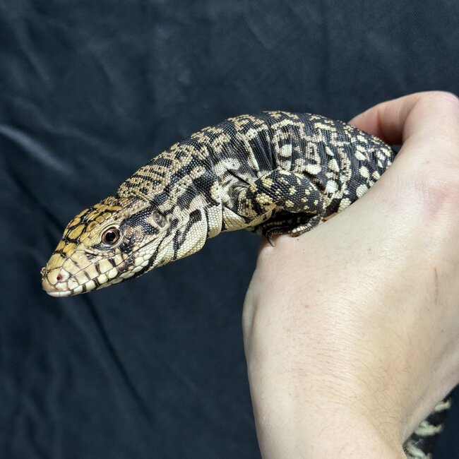 Black and White Tegu