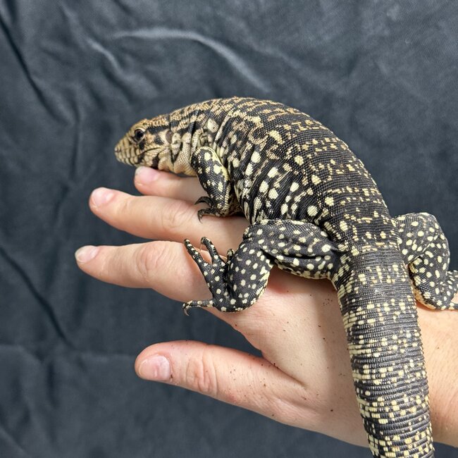 Black and White Tegu
