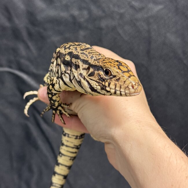 Black and White Tegu