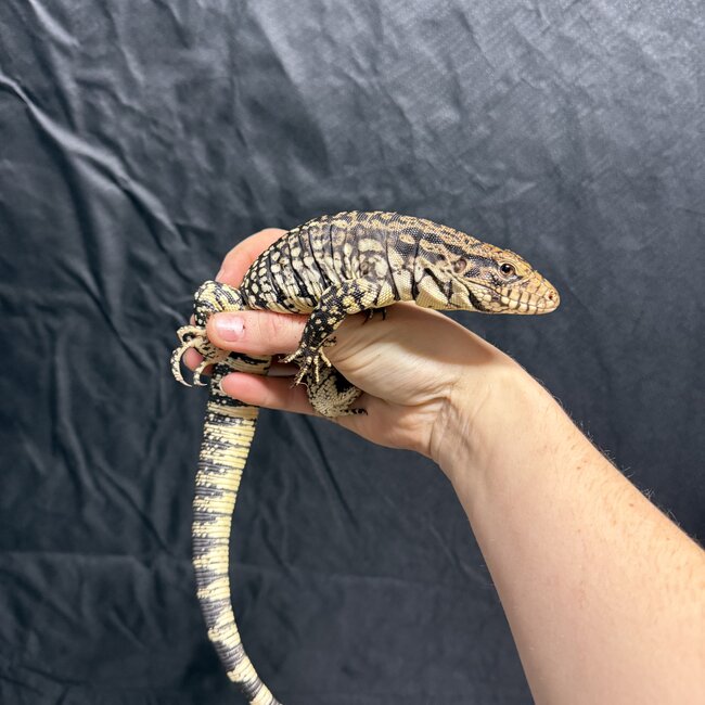 Black and White Tegu