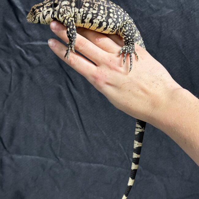 Black and White Tegu