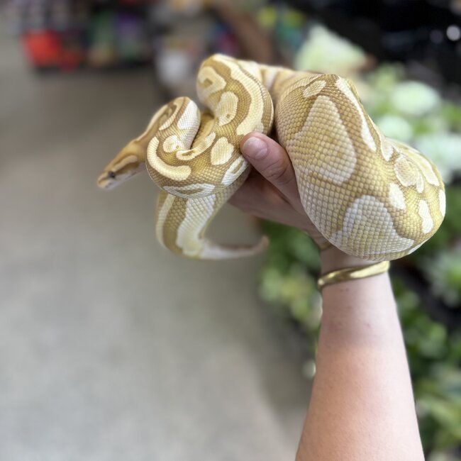 Banana Lesser Ball Python 'Neems' Female 'SP'