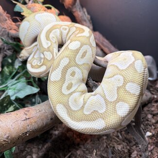Banana Lesser Ball Python 'Neems' Female 'SP'