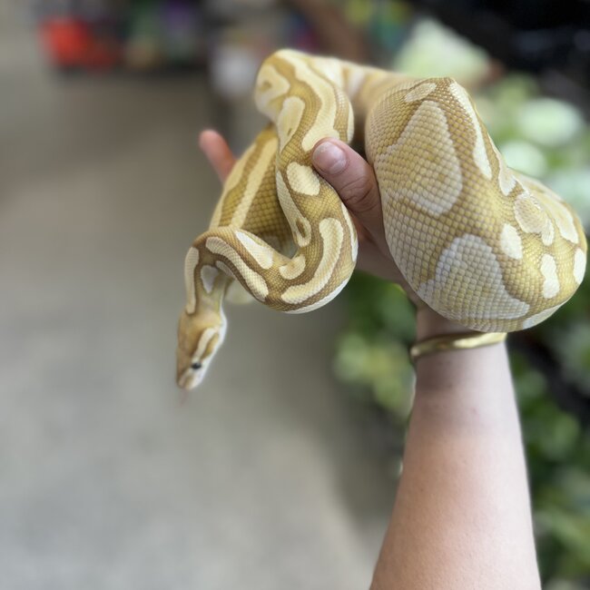 Banana Lesser Ball Python 'Neems' Female 'SP'
