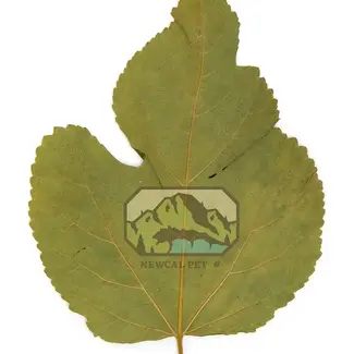 NewCal Mulberry Leaves 10 pack NewCal Mulberry Leaves 10 pack