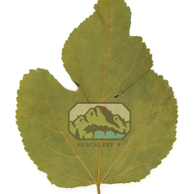 NewCal Mulberry Leaves 10 pack