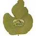 NewCal Mulberry Leaves 10 pack