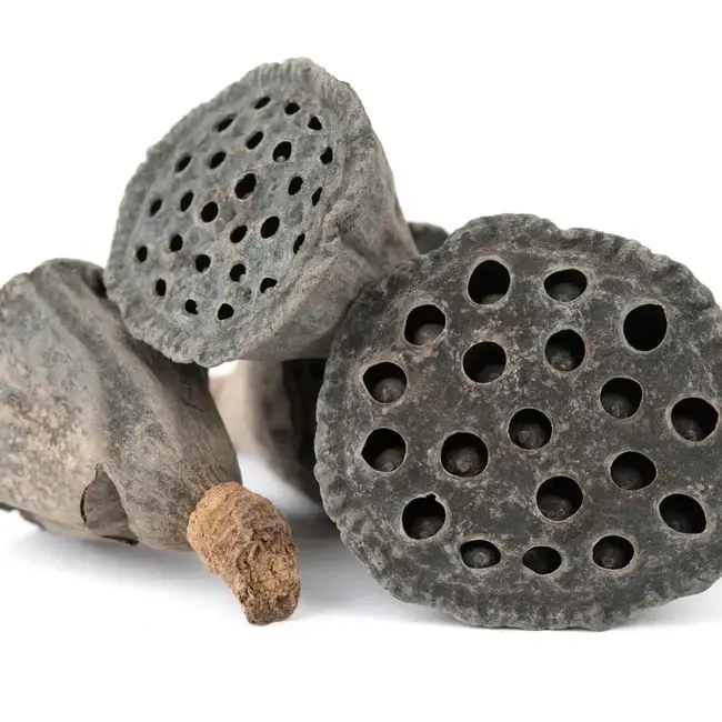 NewCal Lotus Pods Mini 10 pack