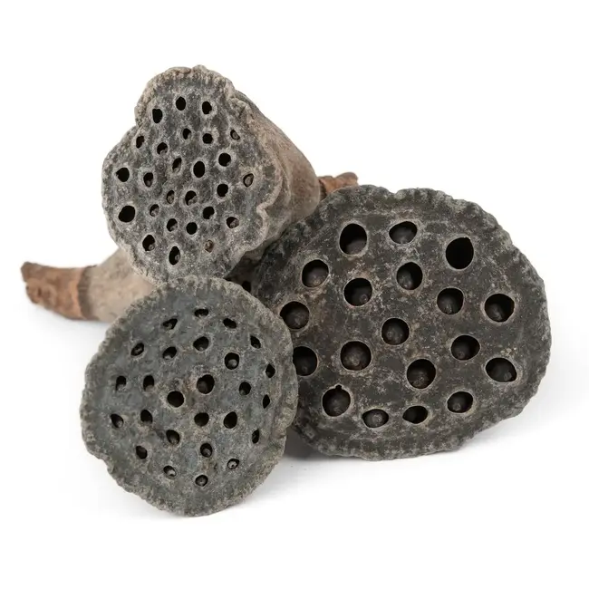 NewCal NewCal Lotus Pods Mini 10 pack