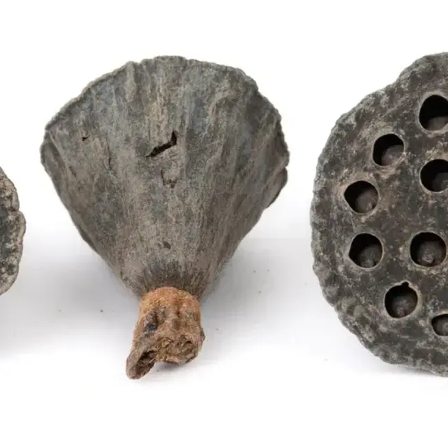 NewCal NewCal Lotus Pods Mini 10 pack