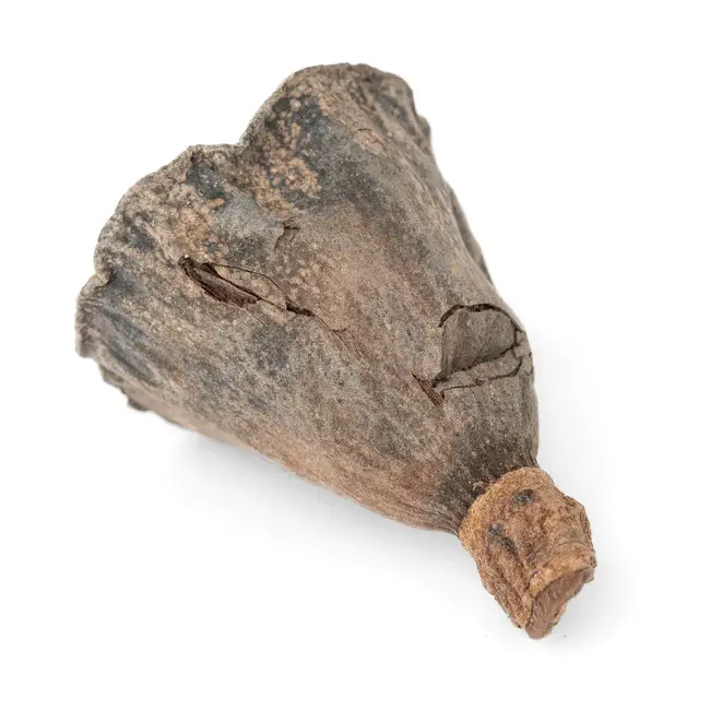 NewCal NewCal Lotus Pods Mini 10 pack