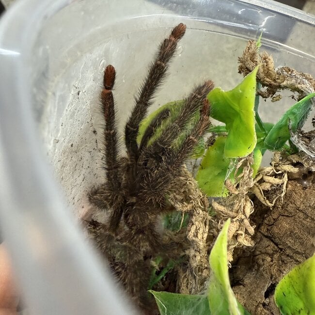 Amazonius germani 'Orange Treespider' 3.5" Male