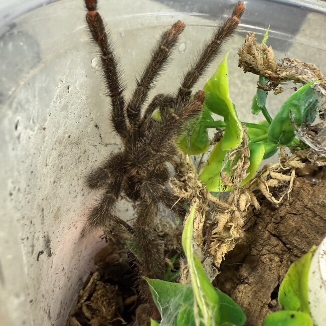 Amazonius germani 'Orange Treespider' 3.5" Male