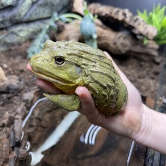 Giant African Pixie Frog Adult Male