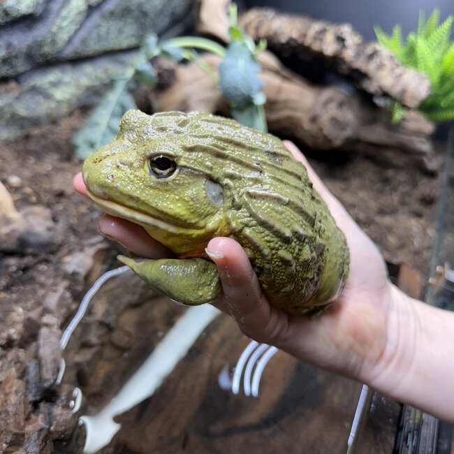Giant African Pixie Frog Adult Male