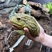 Giant African Pixie Frog Adult Male