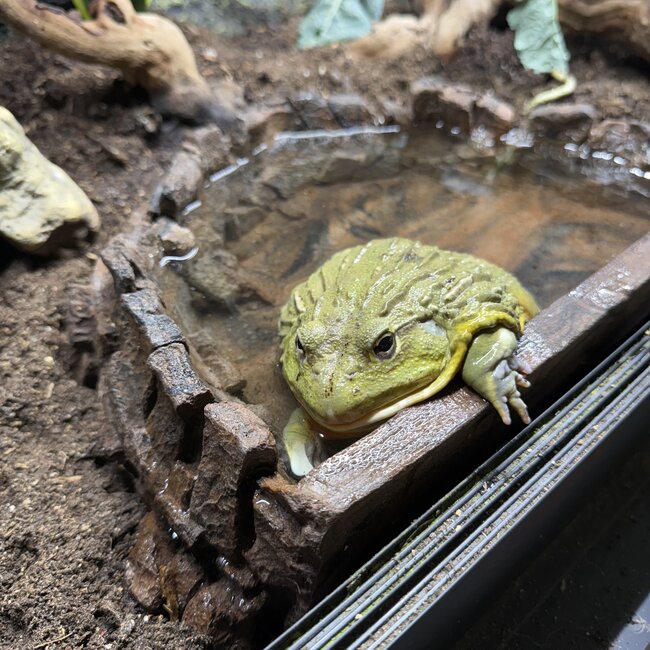 Giant African Pixie Frog Adult Male
