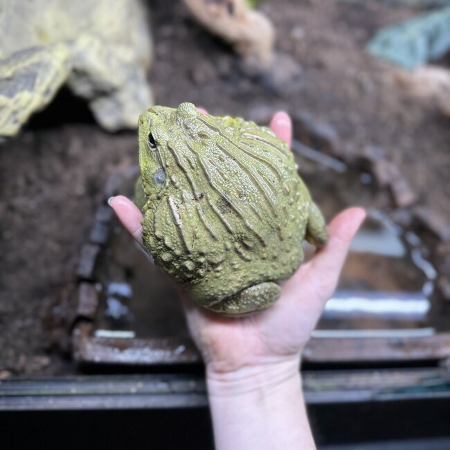 Giant African Pixie Frog Adult Male
