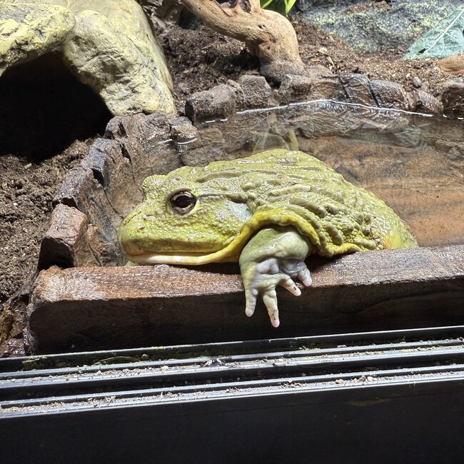 Giant African Pixie Frog Adult Male