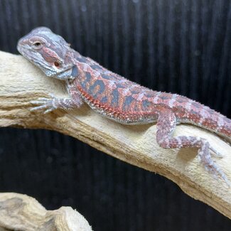 Red Blue Bar Bearded Dragon 'D4'