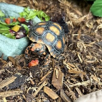 Cherry Head Tortoise