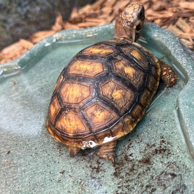 Cherry Head Tortoise
