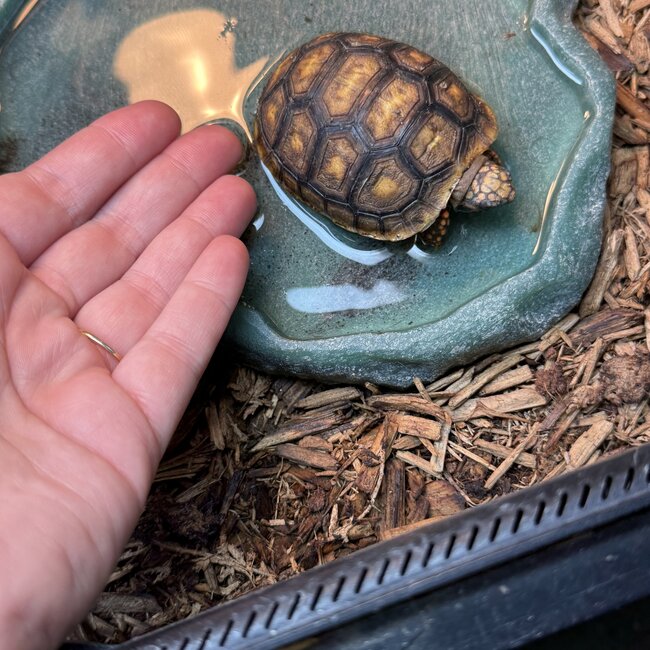 Cherry Head Tortoise