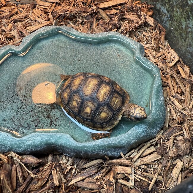 Cherry Head Tortoise
