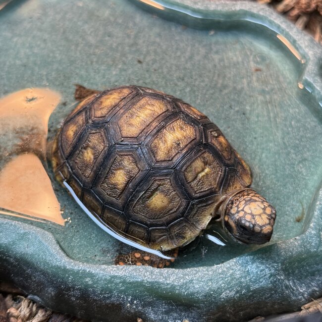 Cherry Head Tortoise