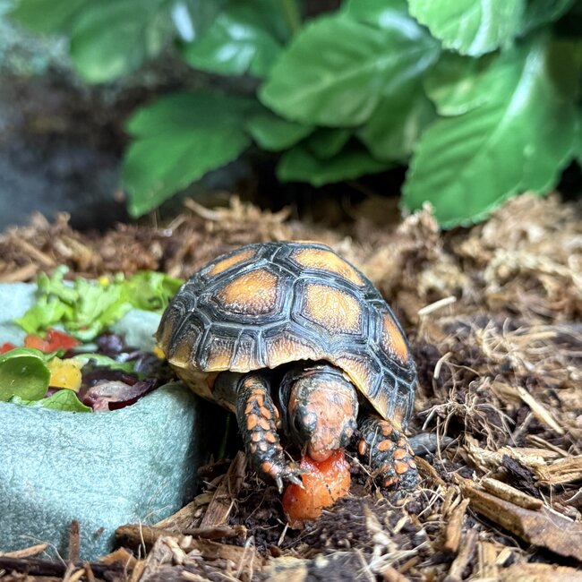 Cherry Head Tortoise