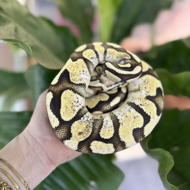 Ball Python 'Avery' SP