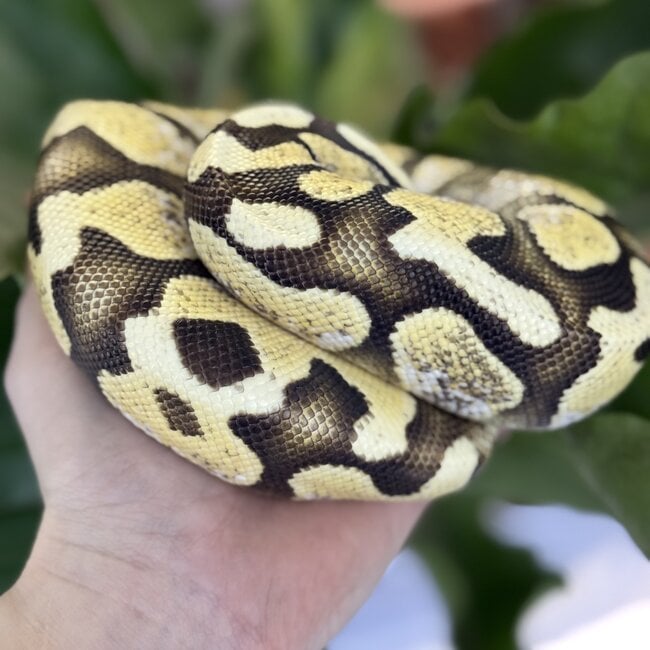 Ball Python 'Avery' SP