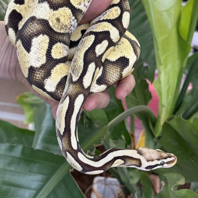 Ball Python 'Avery' SP