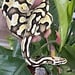 Ball Python 'Avery' SP
