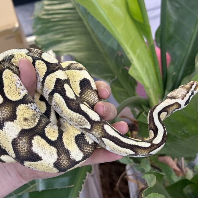 Ball Python 'Avery' SP