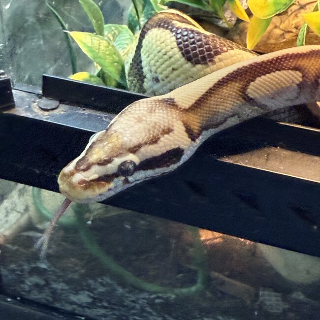 Ball Python 'Avery' SP