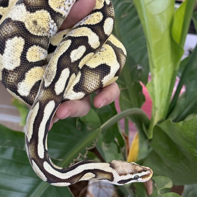 Ball Python 'Avery' SP
