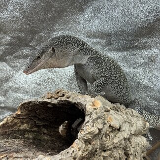 Mangrove Monitor 'Mordecai' SP, Varanus indicus
