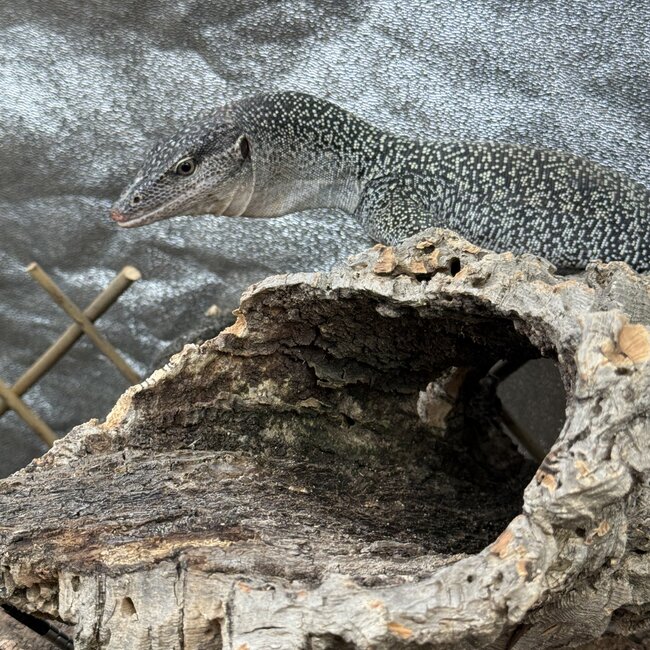 Mangrove Monitor 'Mordecai' SP, Varanus indicus