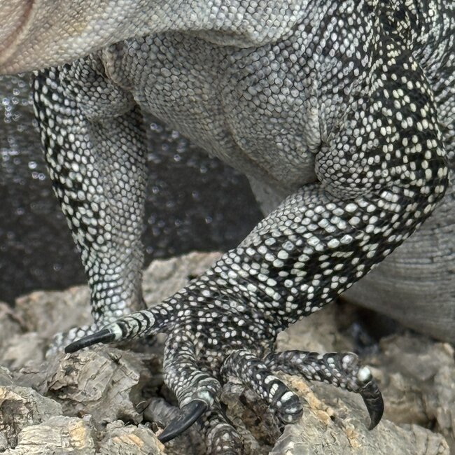Mangrove Monitor 'Mordecai' SP, Varanus indicus