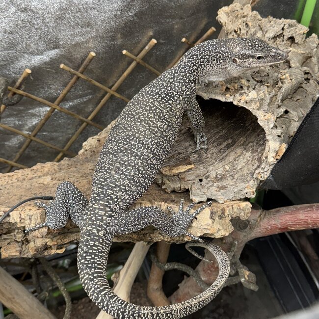 Mangrove Monitor 'Mordecai' SP, Varanus indicus