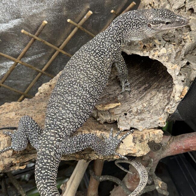Mangrove Monitor 'Mordecai' SP, Varanus indicus