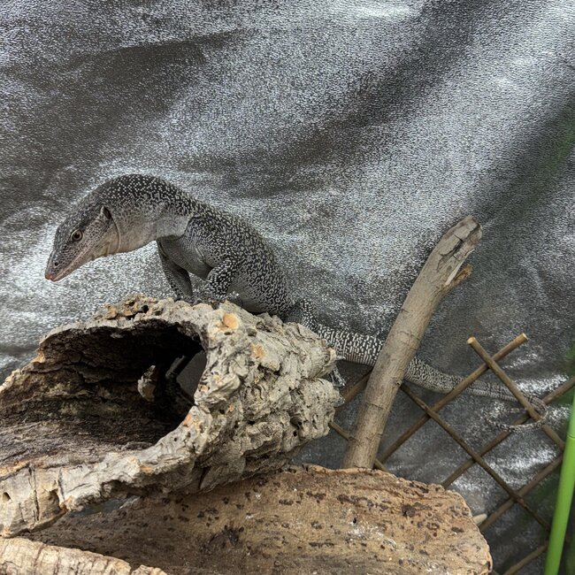 Mangrove Monitor 'Mordecai' SP, Varanus indicus